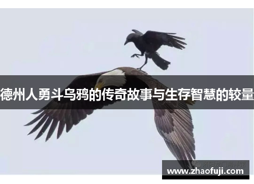 德州人勇斗乌鸦的传奇故事与生存智慧的较量